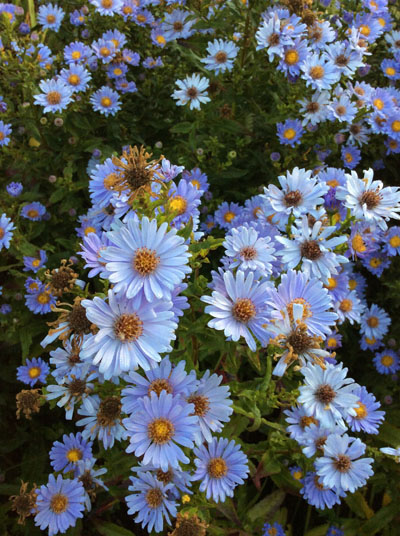 Aster laevis Climax
