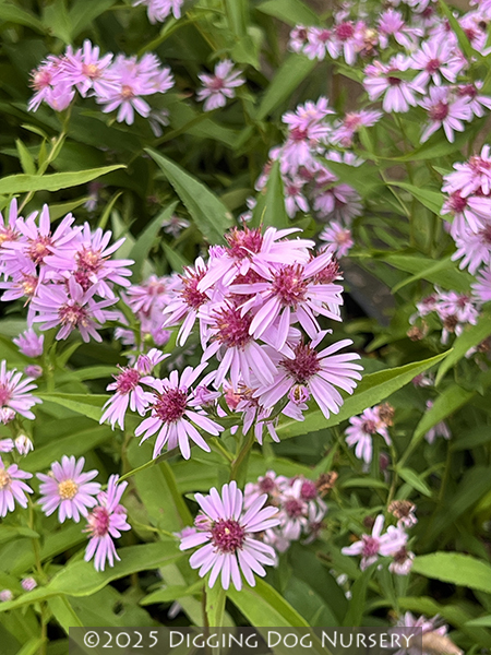 Aster Coombe Fishacre