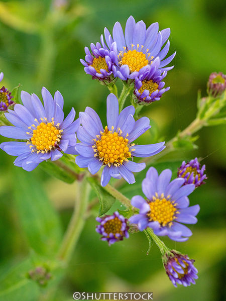 Aster tataricus Jindai