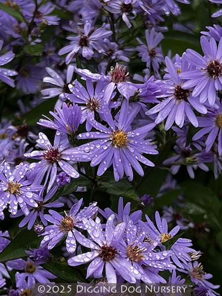 Aster cordifolius Little Carlow