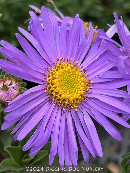 Aster frikartii ‘Monch’