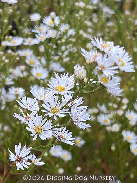 Aster ericoides Monte Cassino