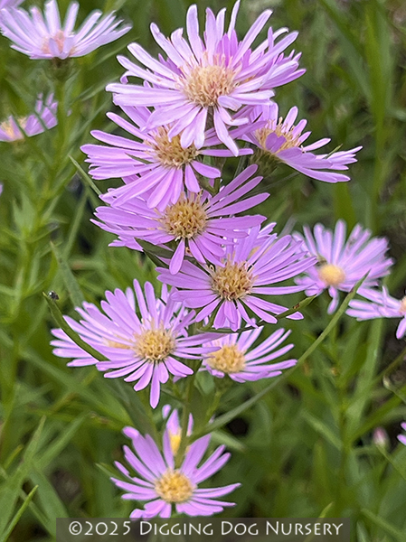 Aster Ochtendgloren