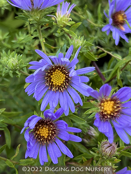 Aster oblongifolius ‘October Skies’