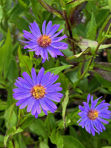 Aster ‘Orpheus’