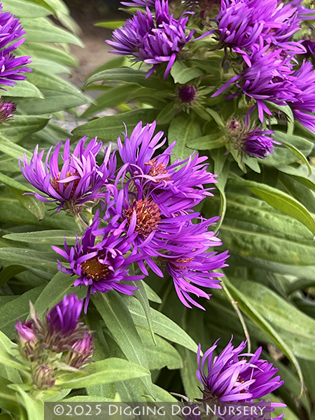Aster novae-angliae Purple Dome
