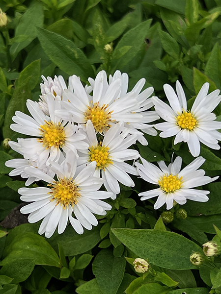 Aster novi-belgii ‘Schneekissen’