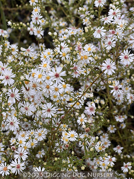 Aster lateriflorus White Lovely