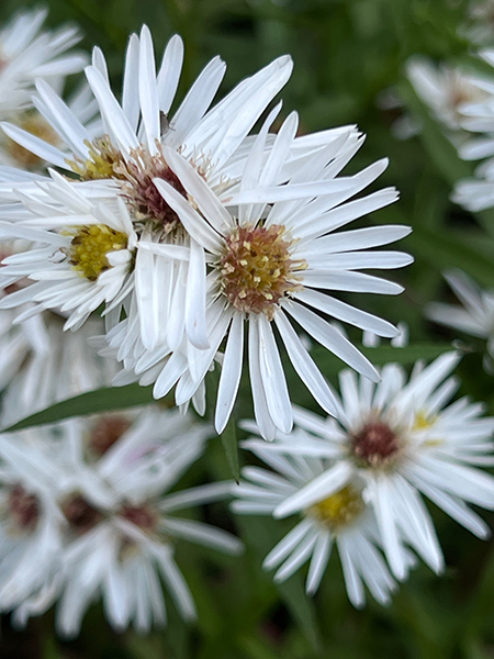 Aster novi-belgii ‘White Swan’