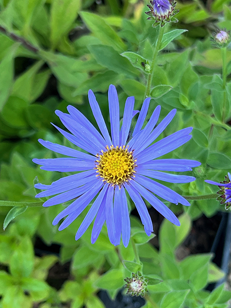 Aster frikartii Wunder von Stfa