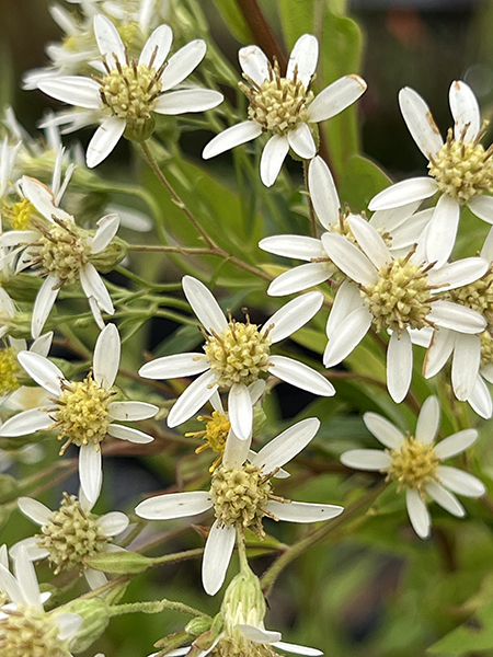 Aster umbellatus