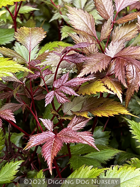 Astilbe chinensis Finale