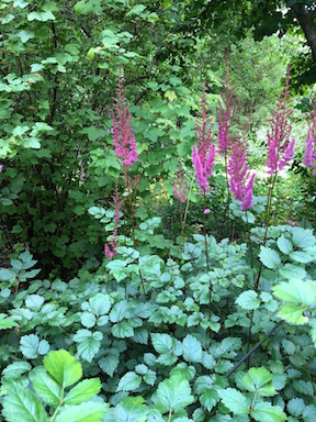 Astilbe chinensis ‘Purpurlanze’