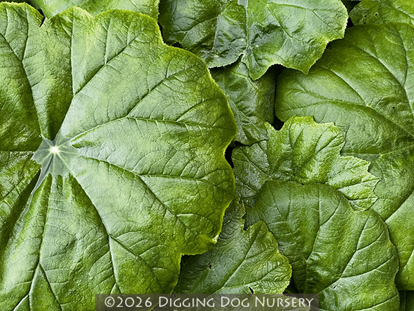 Astilboides tabularis