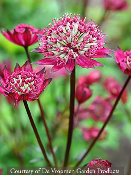 Astrantia Burgundy Manor