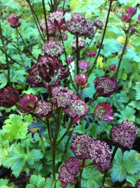 Astrantia major Hadspen Blood