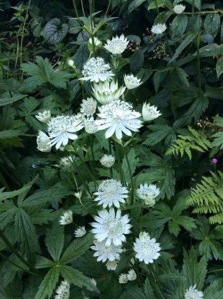 Astrantia major ‘Madeleine Van Bennekom’