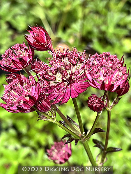 Astrantia major Midnight Owl