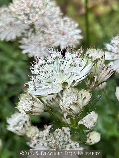 Astrantia major ‘Snow Star’