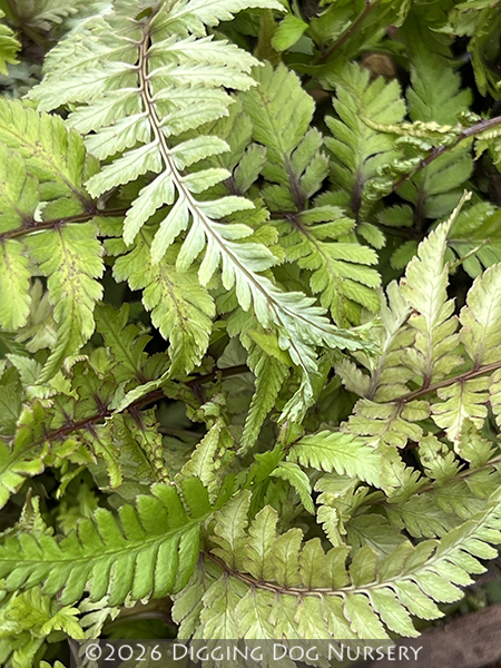 Athyrium niponicum Apple Court