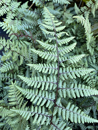 Athyrium Ghost