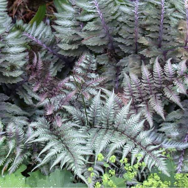 Athyrium niponicum Metallicum