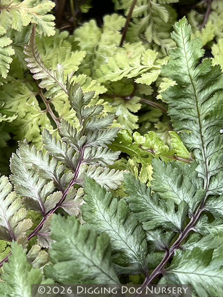 Athyrium niponicum &lsquo;Red Beauty&rsquo;