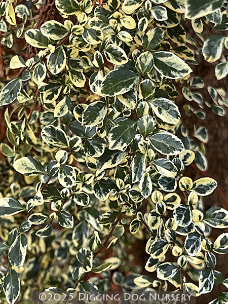 Azara microphylla &lsquo;Variegata&rsquo;