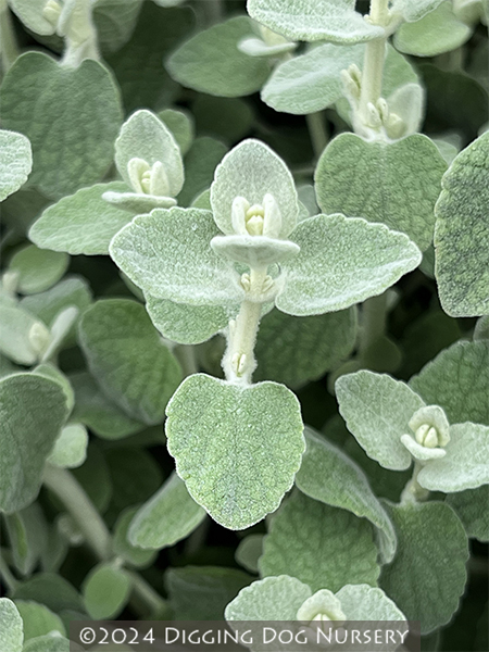 Ballota pseudodictamnus