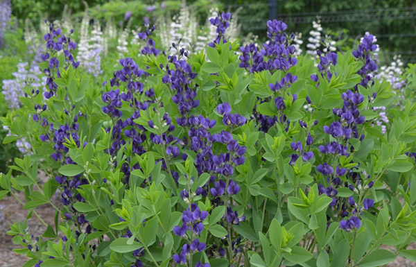 Baptisia Royal Purple