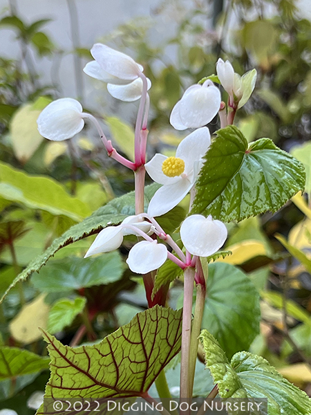 Begonia grandis &lsquo;Alba&rsquo;