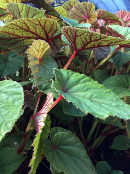 Begonia grandis Alba