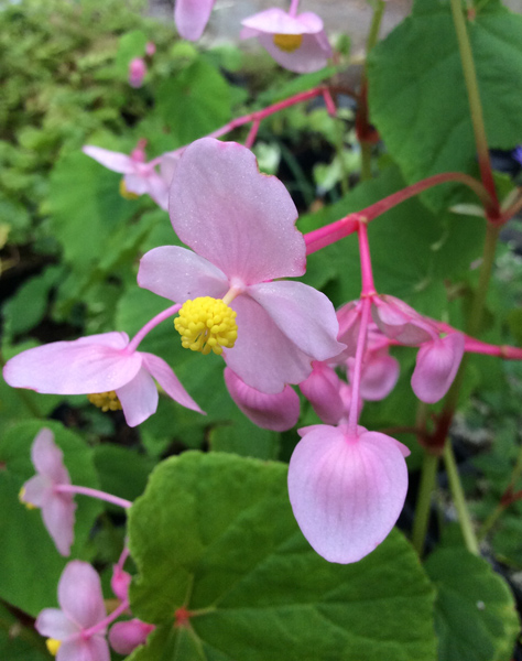 Begonia grandis ‘Herons Pirouette’