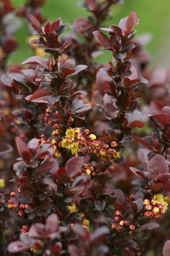 Berberis thunbergii Concorde