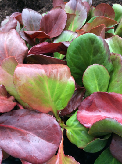 Bergenia cordifolia ‘Winterglut’