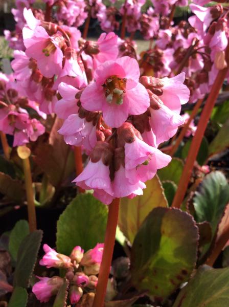 Bergenia ‘Bach’