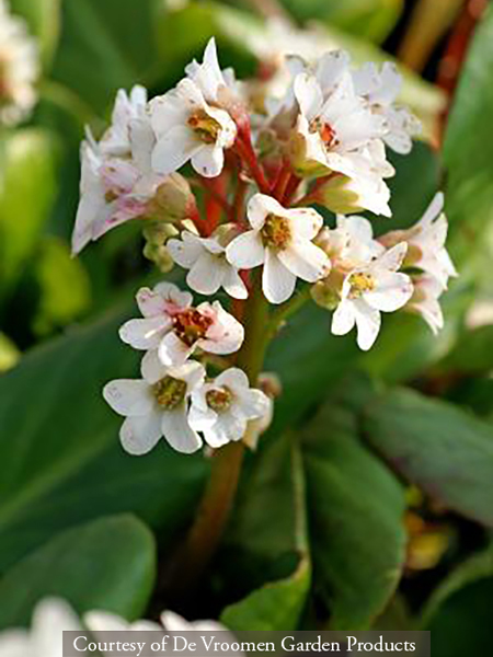 Bergenia ‘Bressingham White’