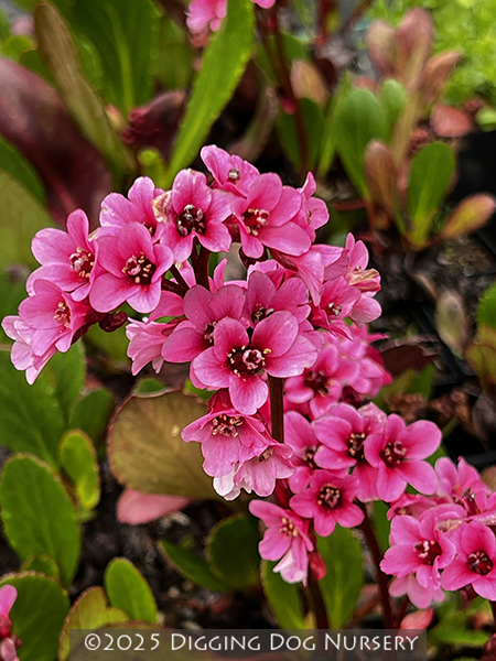 Bergenia ‘Eroica’