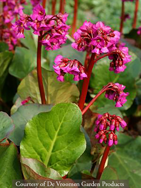 Bergenia Eroica