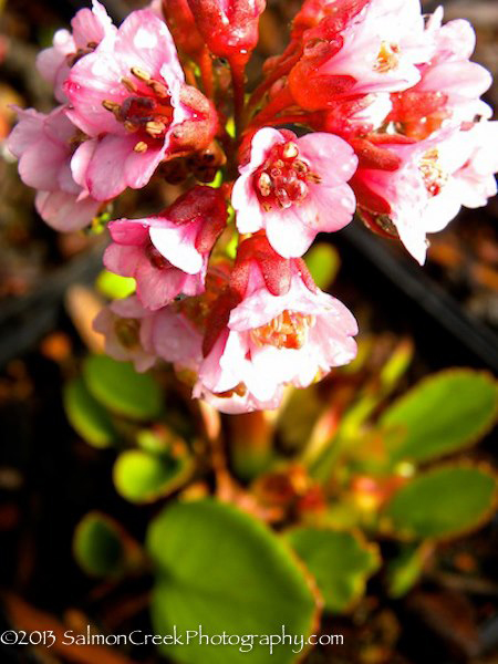 Bergenia &lsquo;Magic Giant&rsquo;