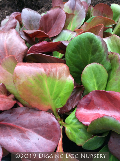 Bergenia cordifolia Winterglut