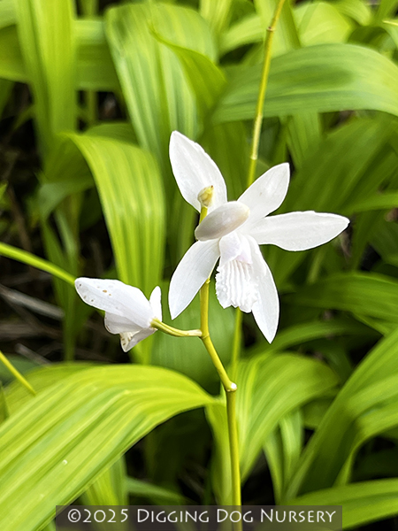 Bletilla striata Alba