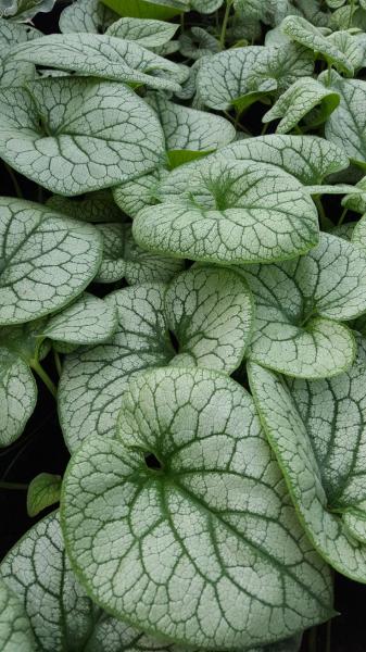 Brunnera macrophylla ‘Alexanders Great’