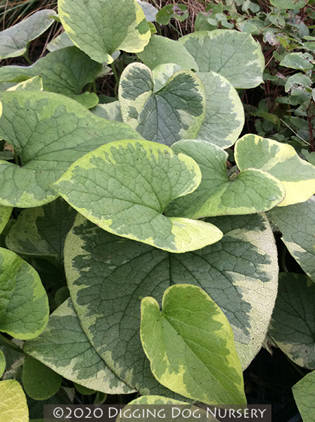 Brunnera macrophylla &lsquo;Hadspen Cream&rsquo;
