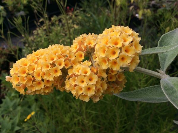 Buddleja weyeriana ‘Honeycomb’