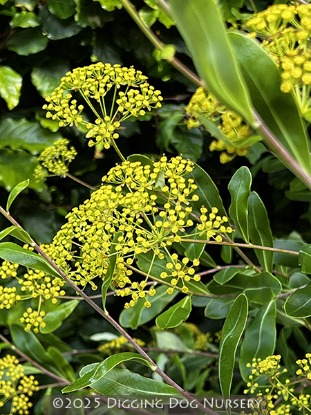 Bupleurum fruticosum