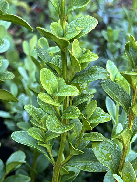 Buxus sempervirens ‘Graham Blandy’