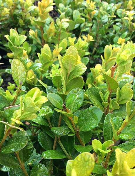 Buxus sinica Wintergreen