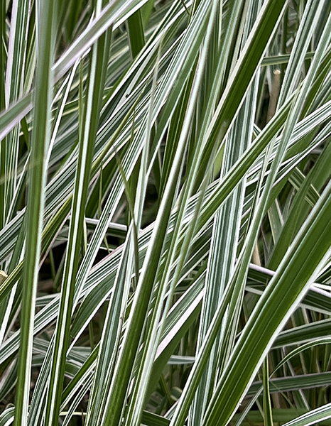Calamagrostis arundinacea Overdam