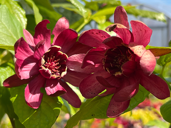 Calycanthus ‘Aphrodite’